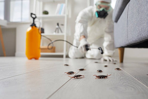 Commercial Rodent Management in Beachwood